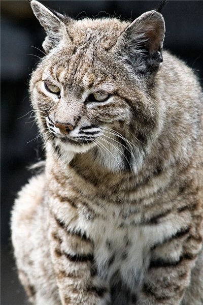 Тихон Лукьяненко | Санкт-Петербург