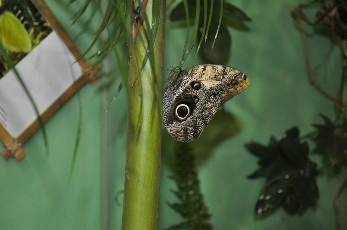 Виктор Глок | Санкт-Петербург