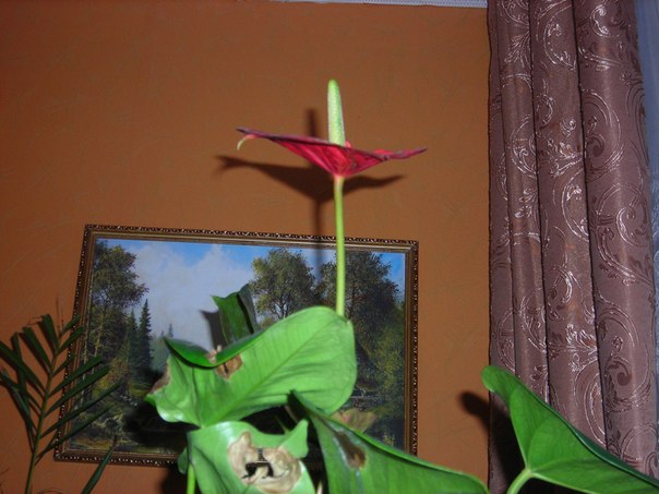 №124, Надежда Григорьева, 14.06.1954, Всеволожск №124, Надежда Григорьева, 14.06.1954, Всеволожск