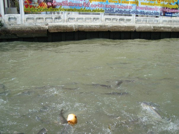 №77, Антон Гридин, Челябинск №77, Антон Гридин, Челябинск