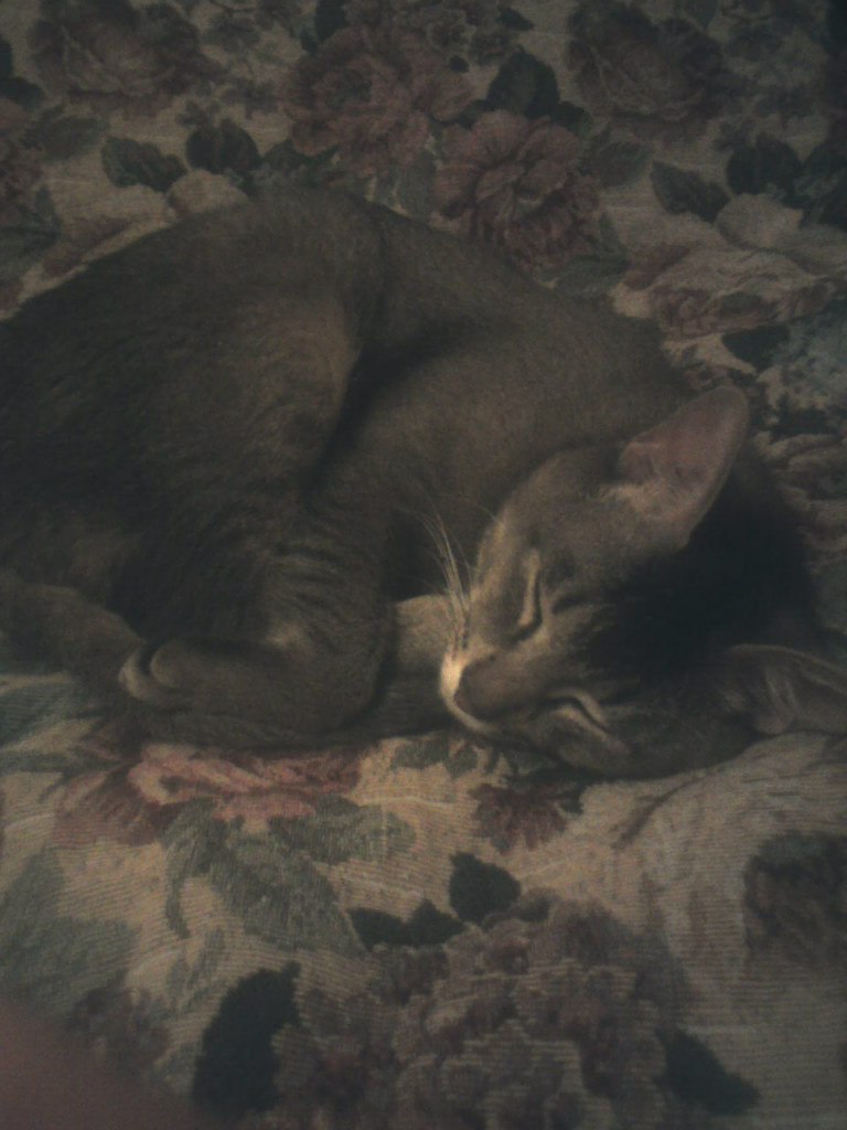 Елена Лысенко | Краснознаменск