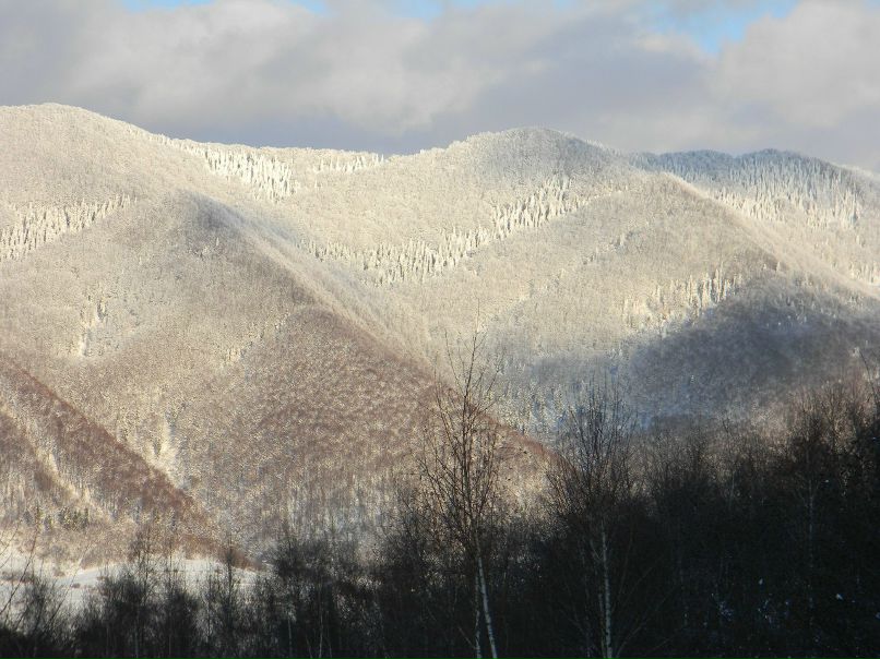 Лариса Герман | Киев