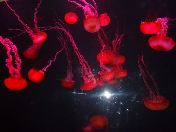 №1, Елена Солодягина, Вологда №1, Елена Солодягина, Вологда