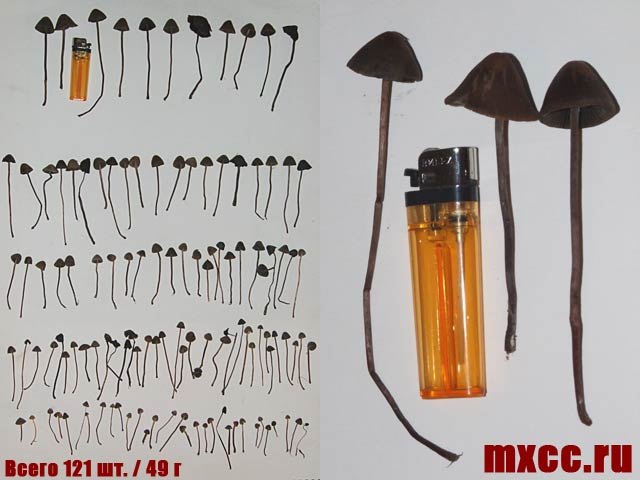 Vasya Egorov | Москва