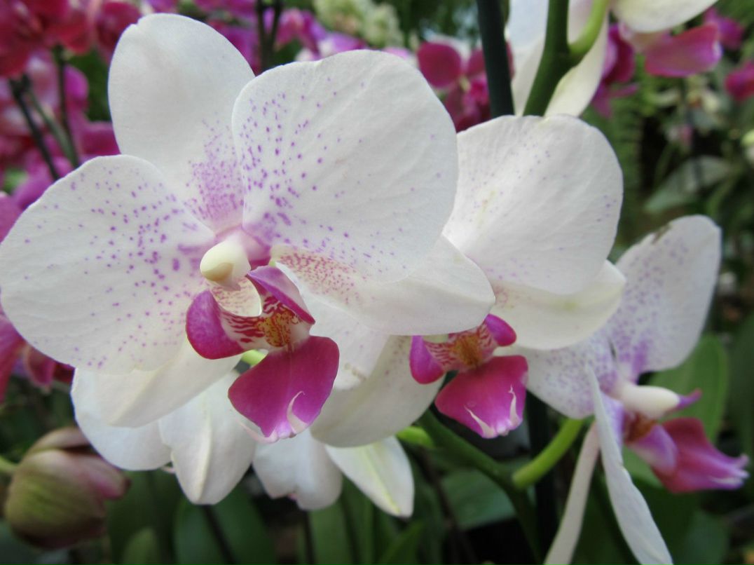 Екатерина Макарова | Москва