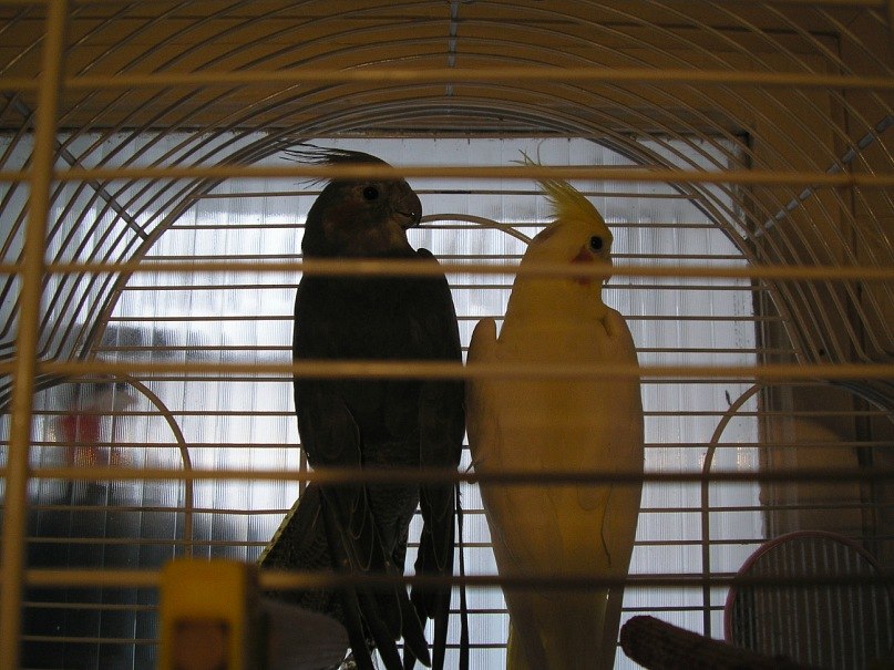 Olena Savchak | Madrid