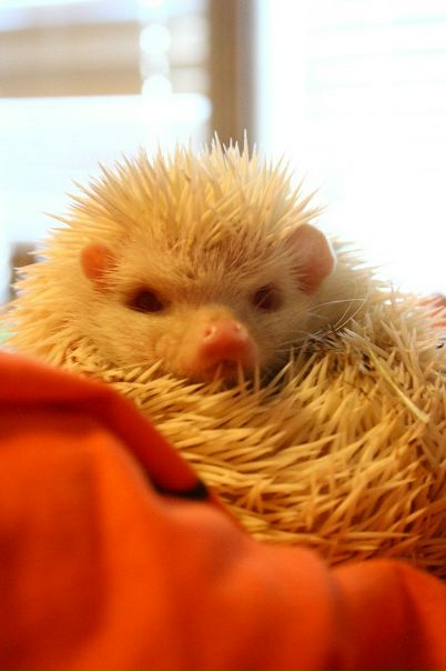 №75, Вячеслав Кадулин, 38 лет, Ростов-на-Дону №75, Вячеслав Кадулин, 38 лет, Ростов-на-Дону