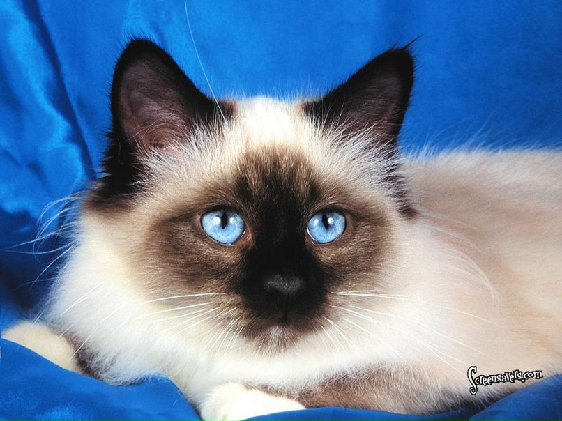 Надя Bezushko | Здолбунов