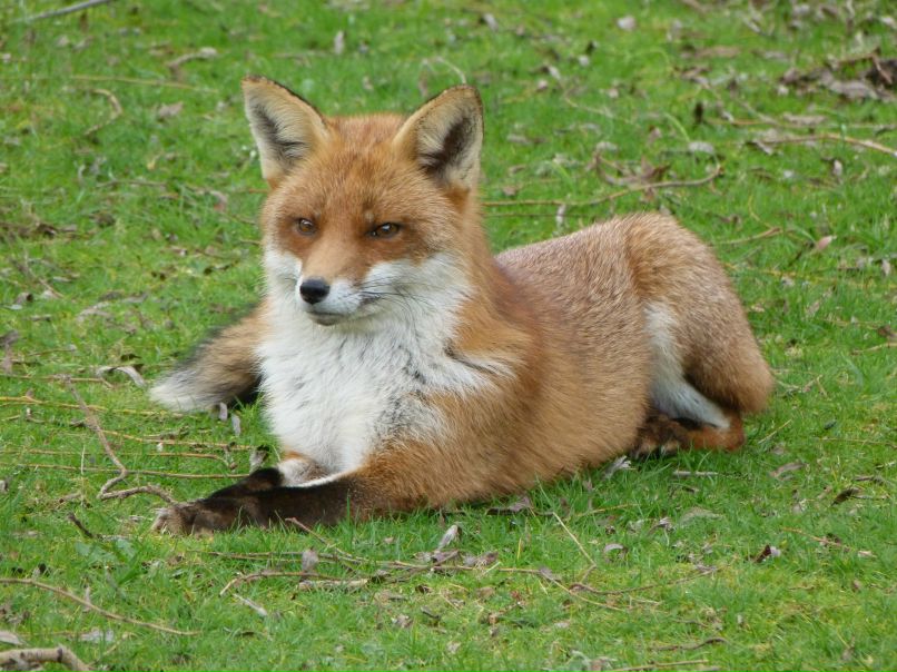 Евгений Лис aka Добрый Хитрый Лунный Чёрный | Лисичанск