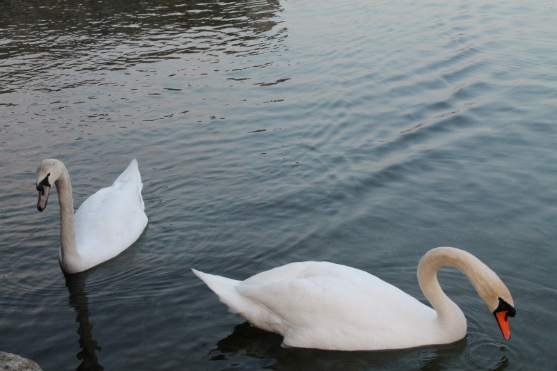 Анастасия Прокопенко | 