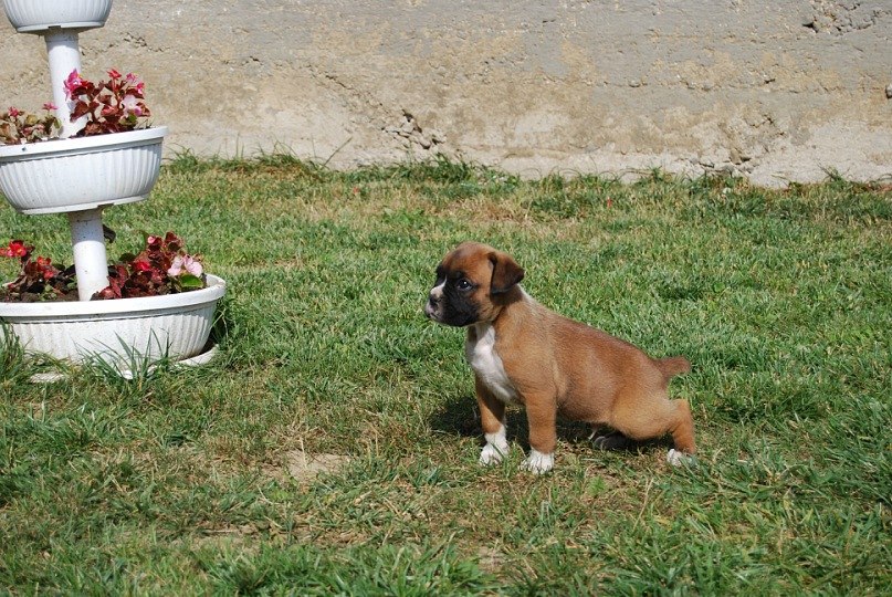 Александр Микуланинец | Мукачево