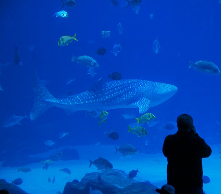 Тимур Алиев | Санкт-Петербург