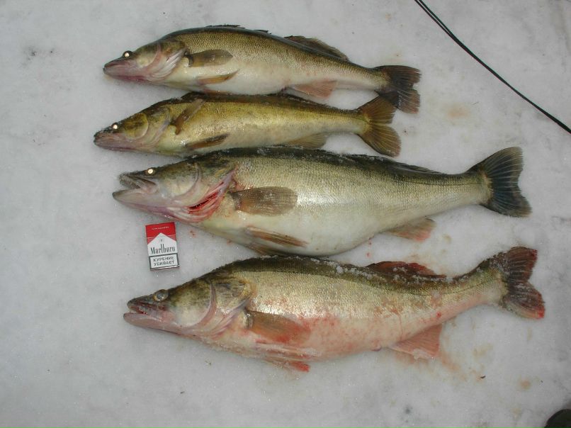 Вячеслав Соколов | Вологда