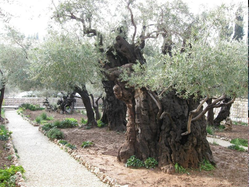 Татьяна Шанина | Санкт-Петербург