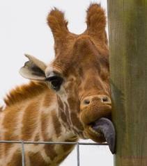 №80, Лев Скегин, Санкт-Петербург №80, Лев Скегин, Санкт-Петербург