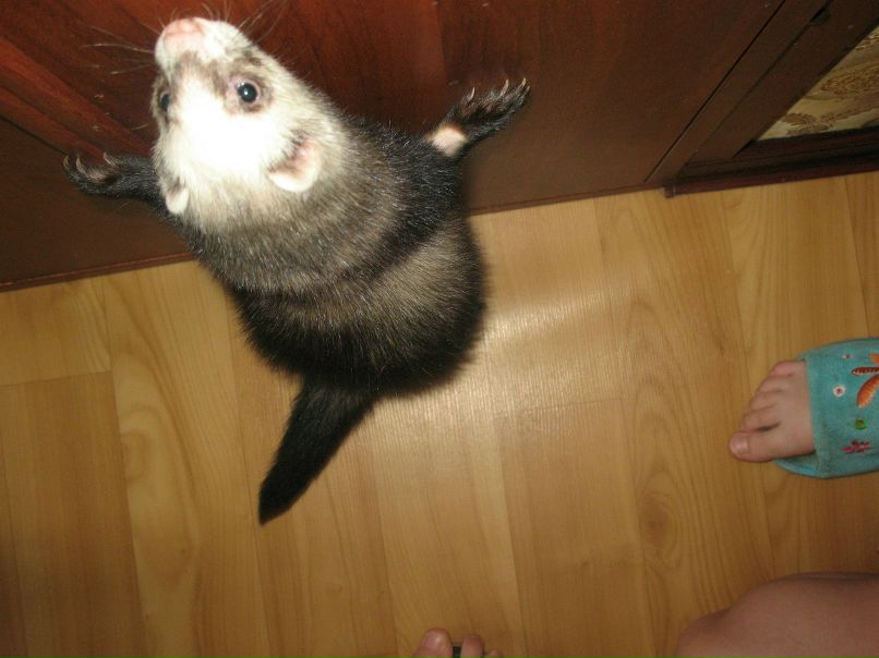 Светлана Трофимова | Санкт-Петербург