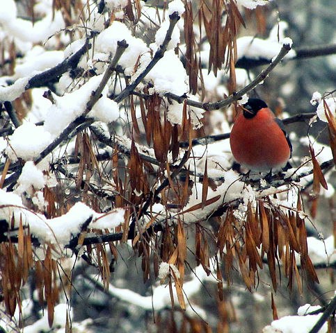 Ольга Михальченко | Смела