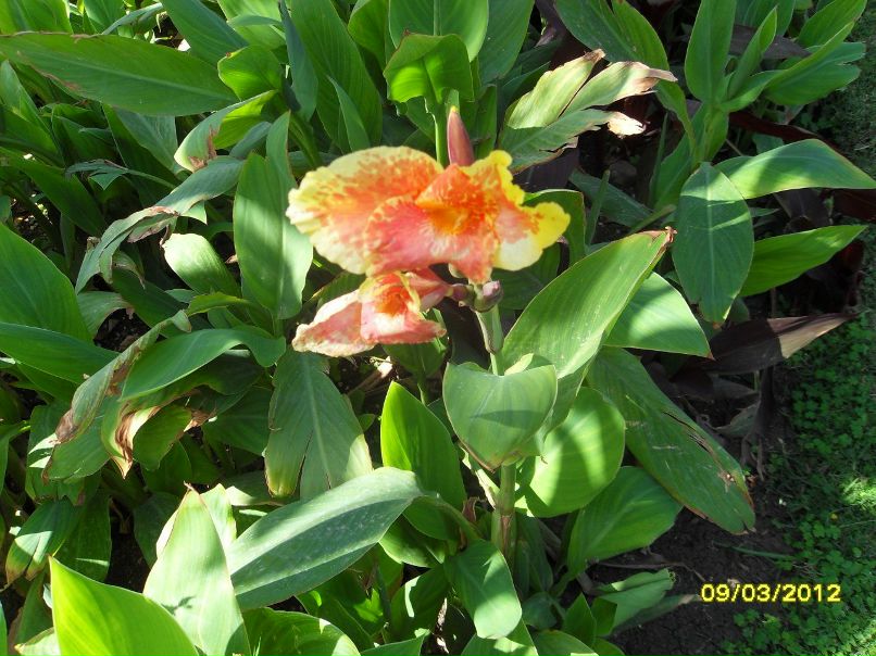 Ирина Богданова | Санкт-Петербург