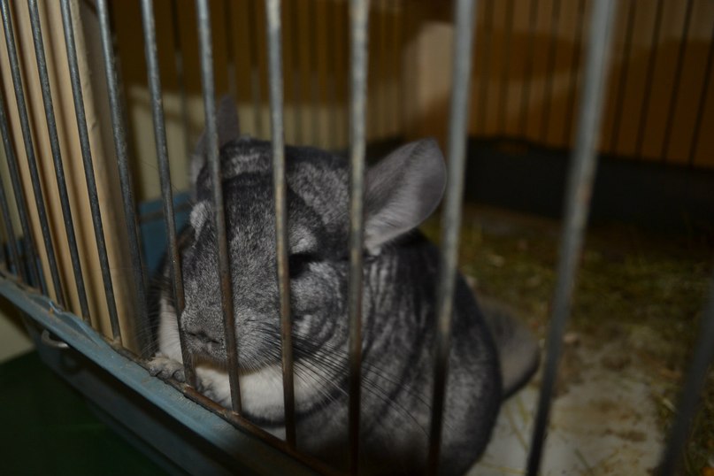 Елена Борыгина | Псков