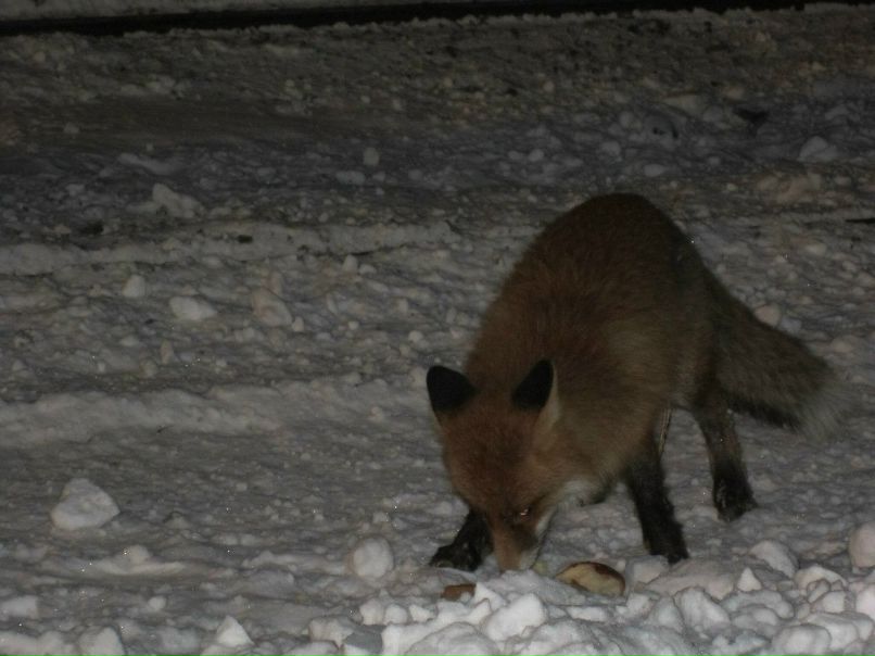 Игорь Лосев | Апатиты
