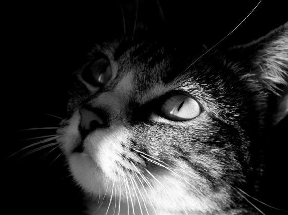 Дмитрий Сидоров | Нижний Тагил