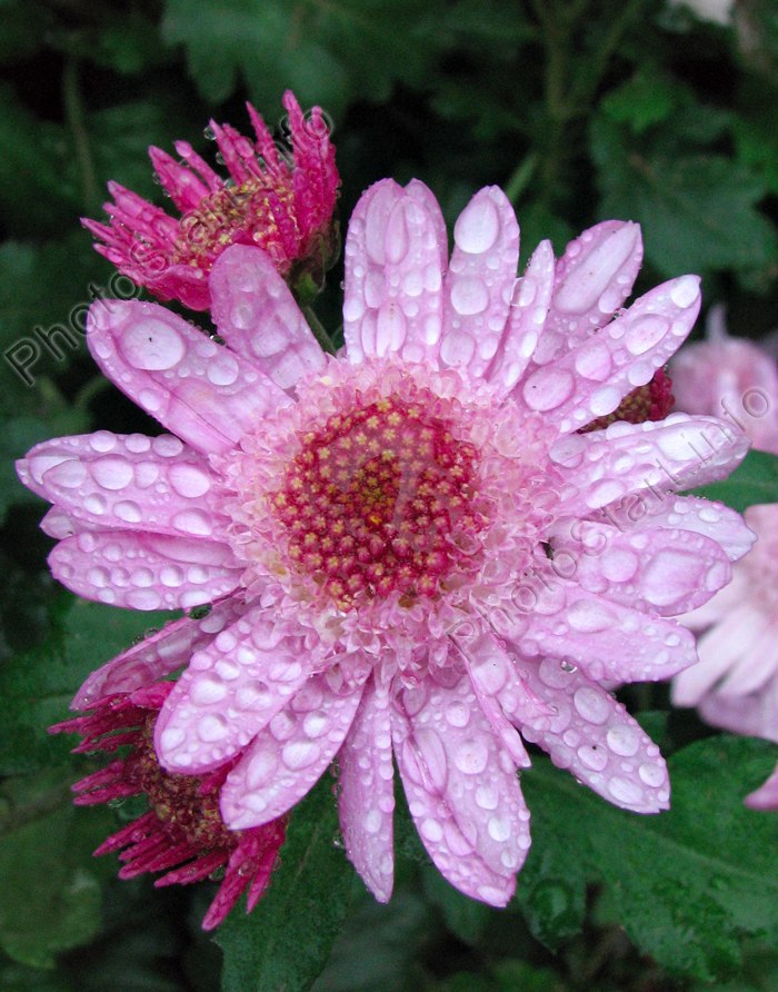 Артем Товмасян | Сумы