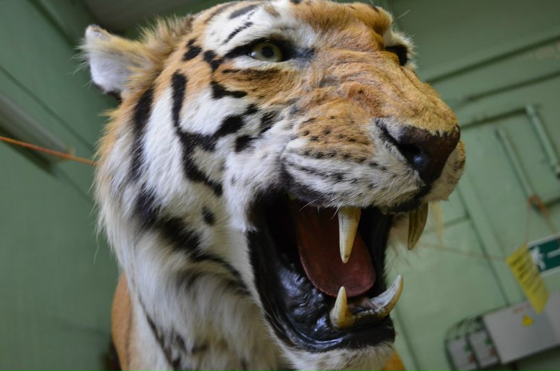 Светлана Шевченко | Санкт-Петербург