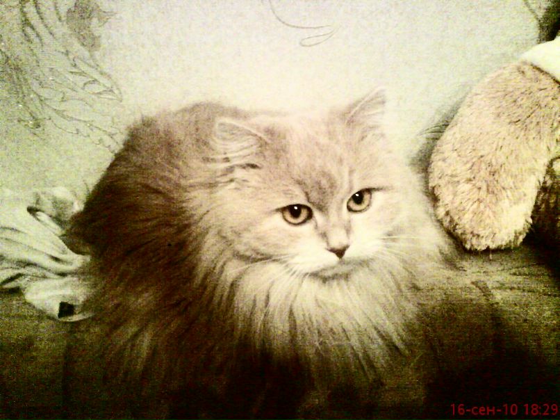 Елена Снигур | Хмельницкий