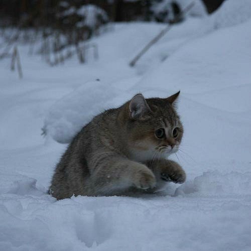 №153, Мария Иванова, 31 год, Красноярск №153, Мария Иванова, 31 год, Красноярск