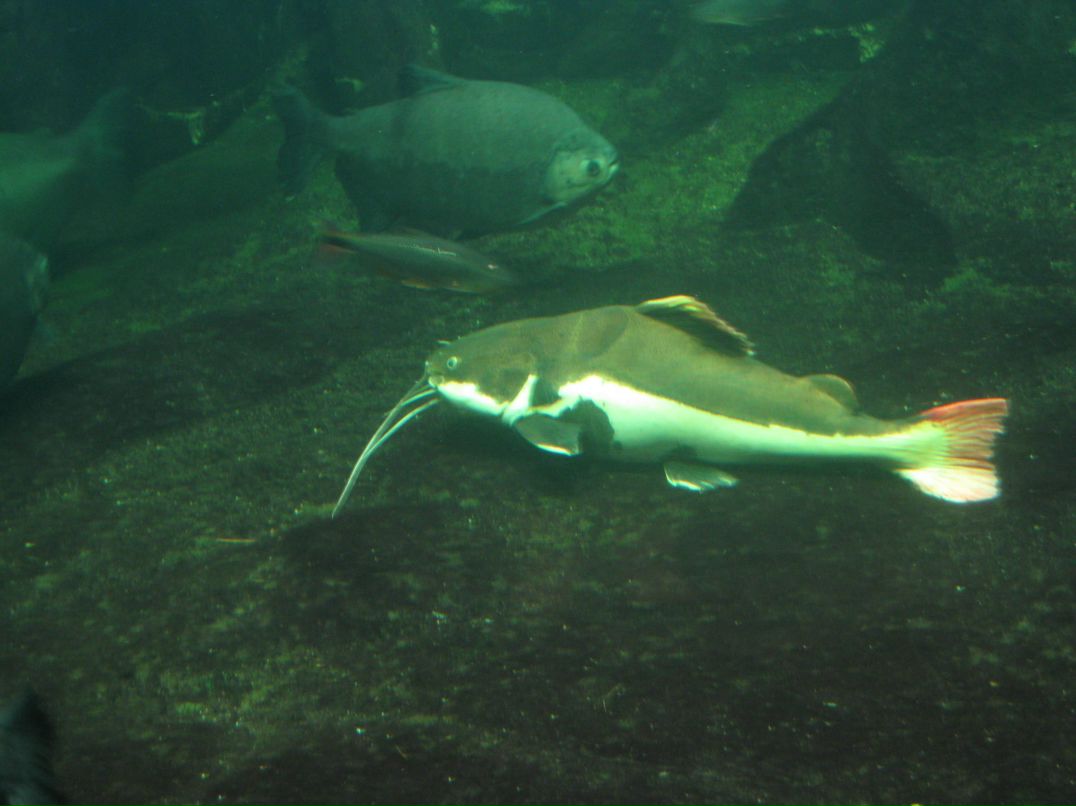 Suren Akopov | Москва