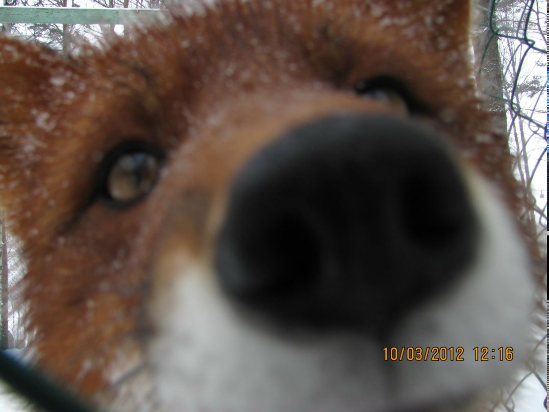 Светлана Матешевская | Санкт-Петербург