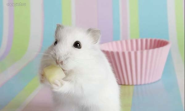 Серёжа Мозес | Санкт-Петербург