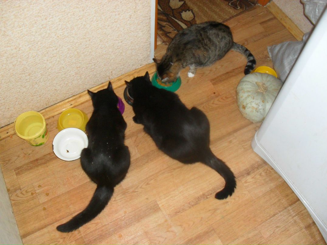 Елена Чемякина | Курган