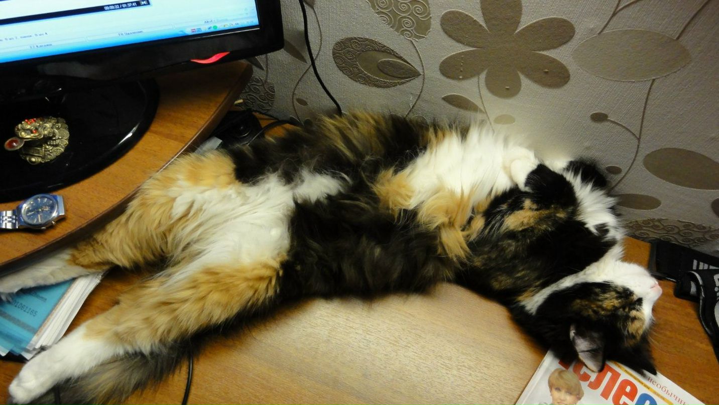 Вероника Высоцкая | Пермь