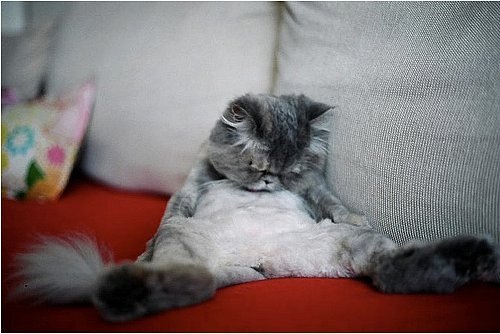 Ирина Тышкевич | Санкт-Петербург