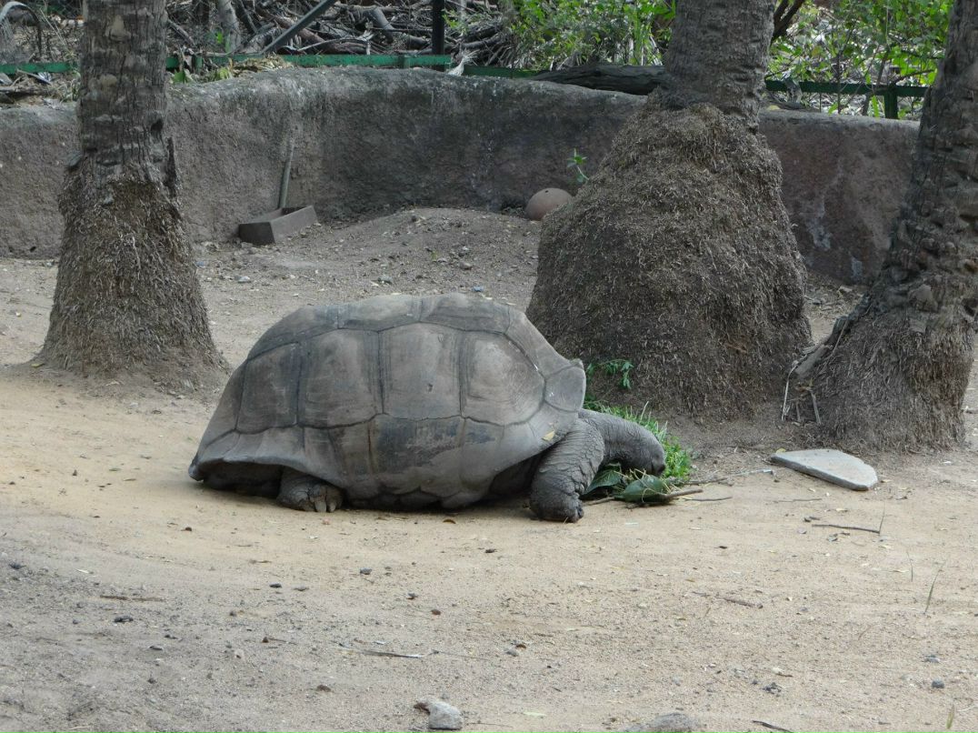 Нигина Садыкова | Худжанд