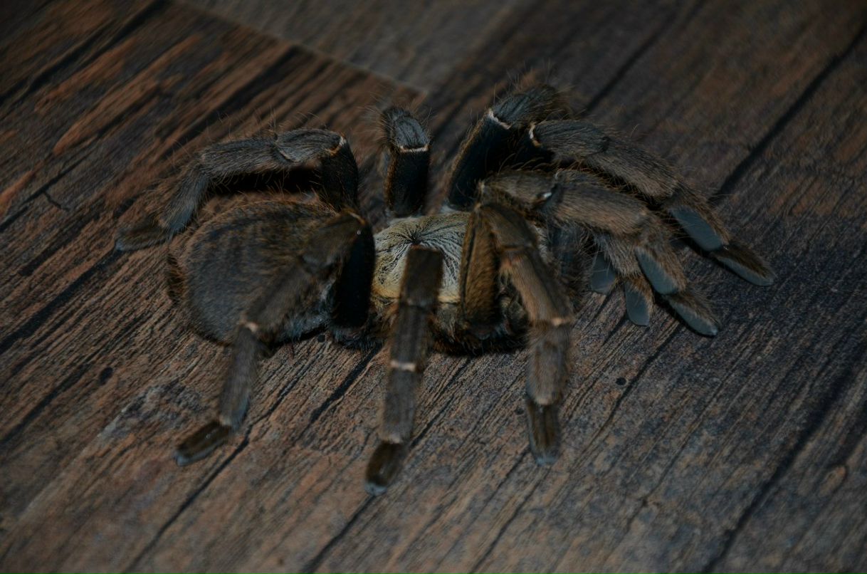 Сергій Момот | Борисполь