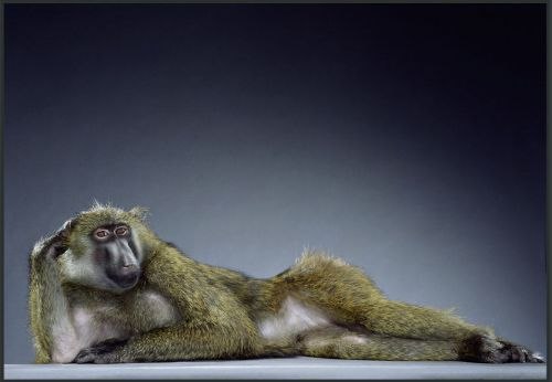 Ann Sh | Кировск