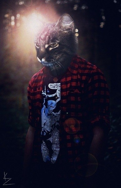 Le Blanc chat | Санкт-Петербург