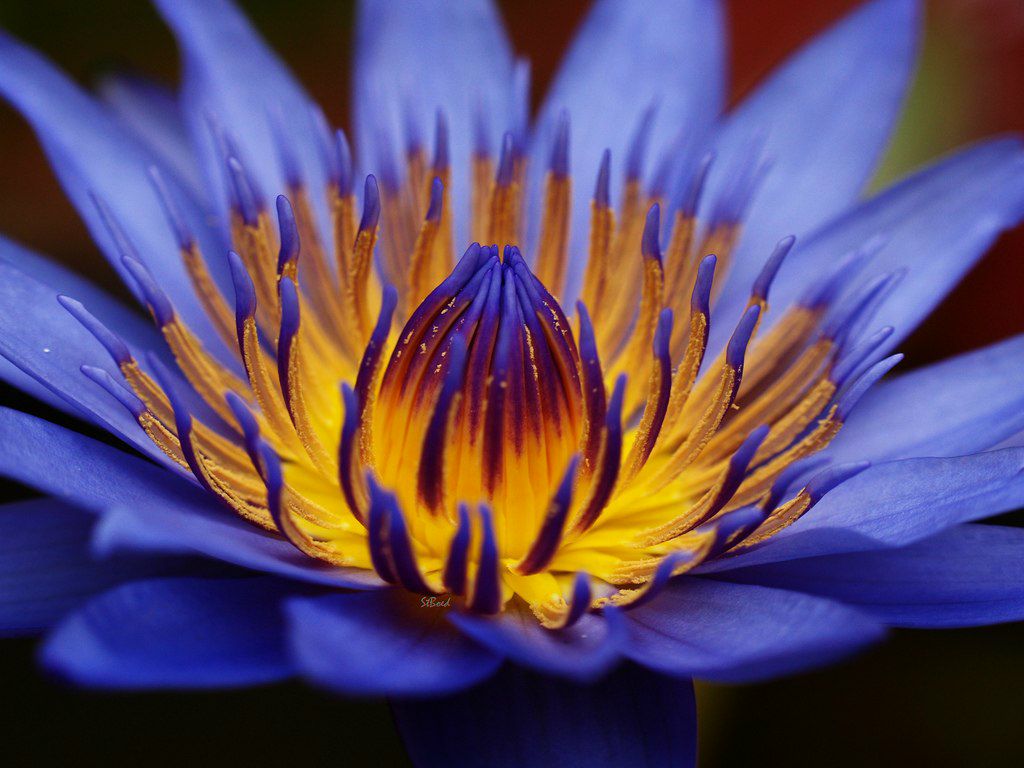 Руслана Адыгеева | 