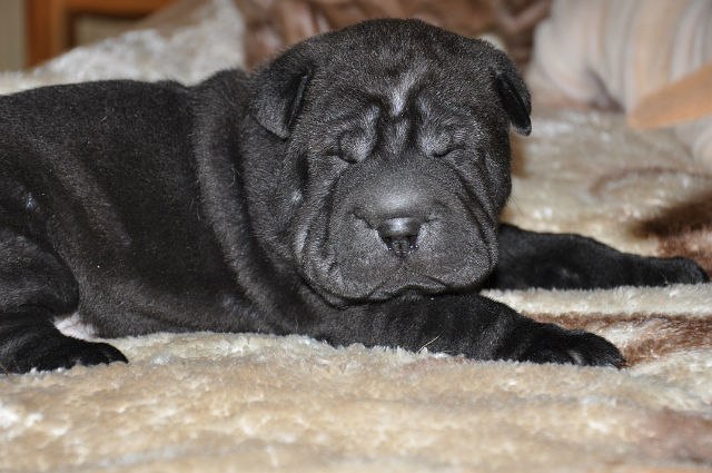 Олег Челядин Сергеевич | Липецк