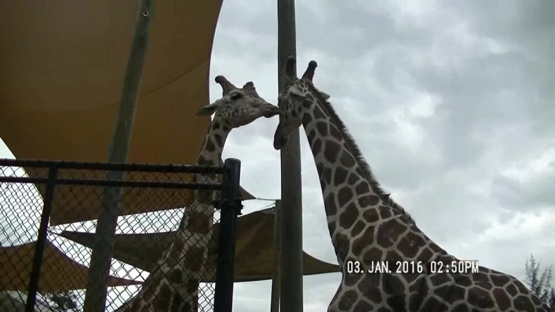 ZOO