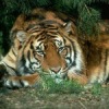 Аватар: Вадим Черенкевич