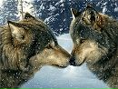 Фотография Лиза Кононыхина