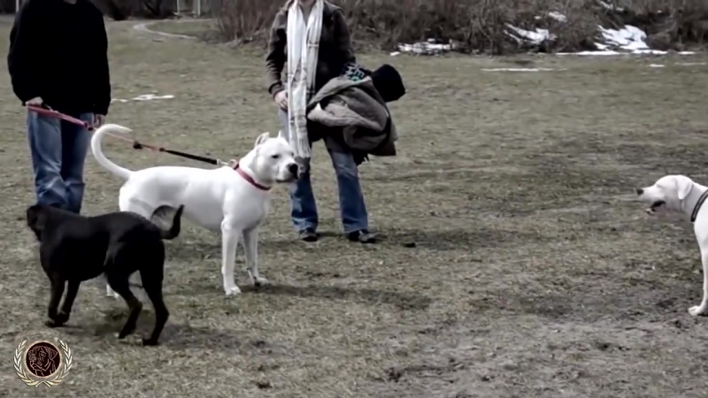 Dogo