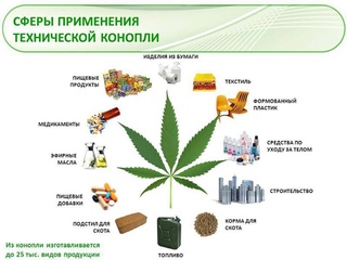 Екатерина владимировна конопля вид марихуаны