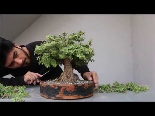 Pruning Jade Bonsai