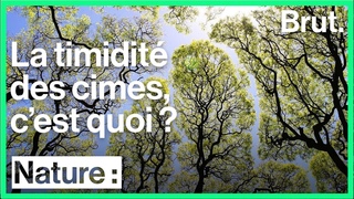 Le phénomène de la timidité des cimes