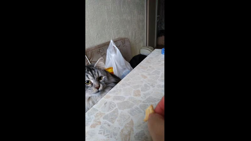 VID_20200218_140040.mp4