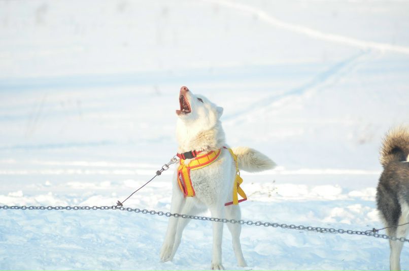 Константин Тихомиров | Неверово